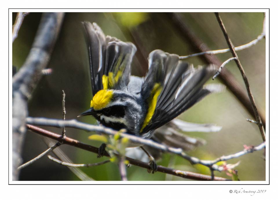 Golden Winged warbler 1.jpg